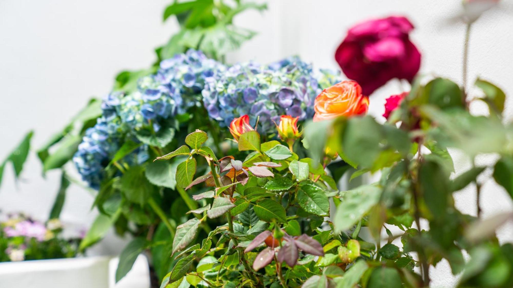 Lux Garden Apartment Near Acropolis In The Heart Of アテネ エクステリア 写真
